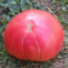 Delicious Hunt Strain (Восхитительная линия Ханта)