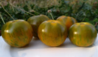 Val's Green Striped (Зеленый полосатый Вэла)