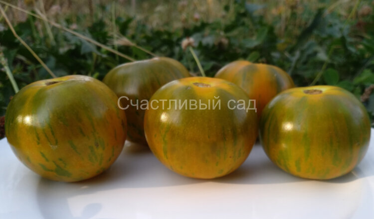 Val's Green Striped (Зеленый полосатый Вэла)