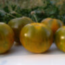Val's Green Striped (Зеленый полосатый Вэла)