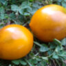 Прекрасная Смолка (Tar Tops)