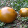 Прекрасная Смолка (Tar Tops)
