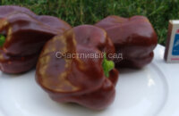 Перец Chocolate Beauty (Шоколадная красавица)