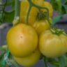 Желтое чудо Тома (Tom's Yellow Wonder) Желтое чудо Тома (Tom's Yellow Wonder)