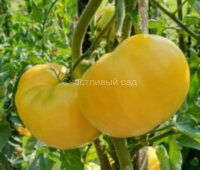 Желтое чудо Тома (Tom's Yellow Wonder)