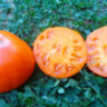 Strawberry German Yellow (Земляника немецкая желтая)