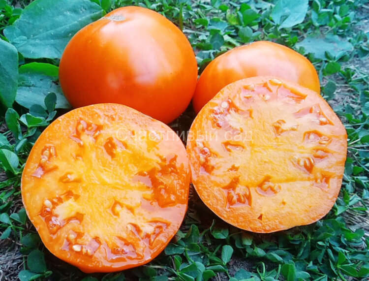 Strawberry German Yellow (Земляника немецкая желтая)