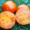 Strawberry German Yellow (Земляника немецкая желтая)