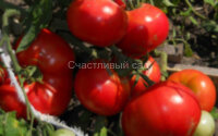 Мау Фей