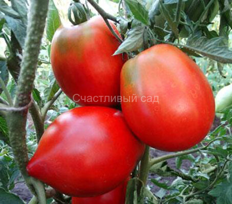 Минусинские стаканы красные
