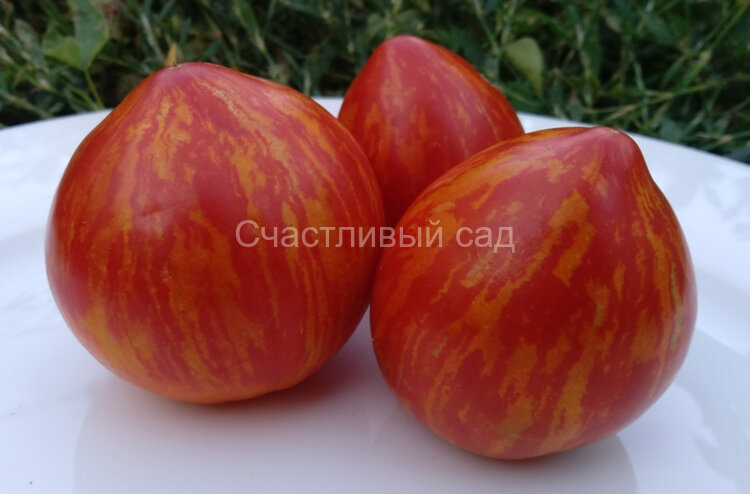 Dwarf Speckled Heart (Гном Крапчатое Сердце)