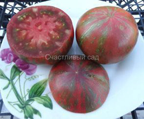 Kozula 125 Black-Pink Zebra (Козула 125 Черно-Розовая Зебра)