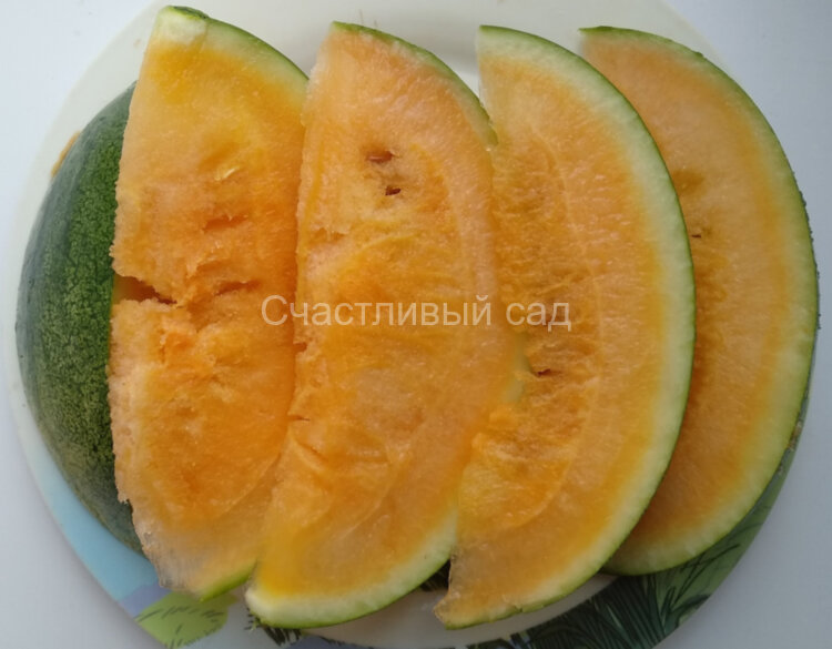 Арбуз Suika Sweet (Суика Свит) Арбуз Suika Sweet (Суика Свит)