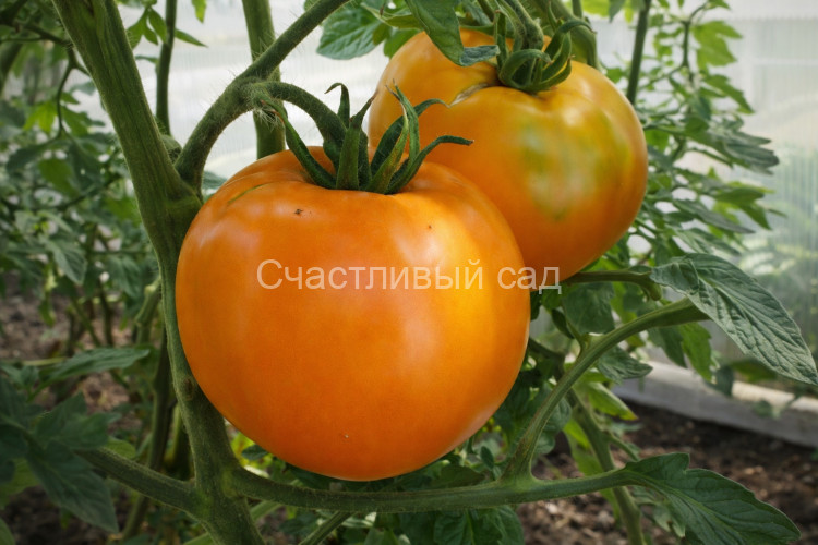Золотой бык Золотой бык