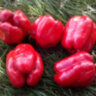Перец Dolma Kandil