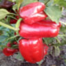 Перец Dolma Kandil