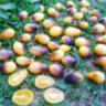 Indigo Kumquat (Индиго Кумкват)