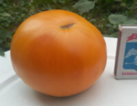 Sweet Ozark Orange (Сладкий апельсин Озарка)
