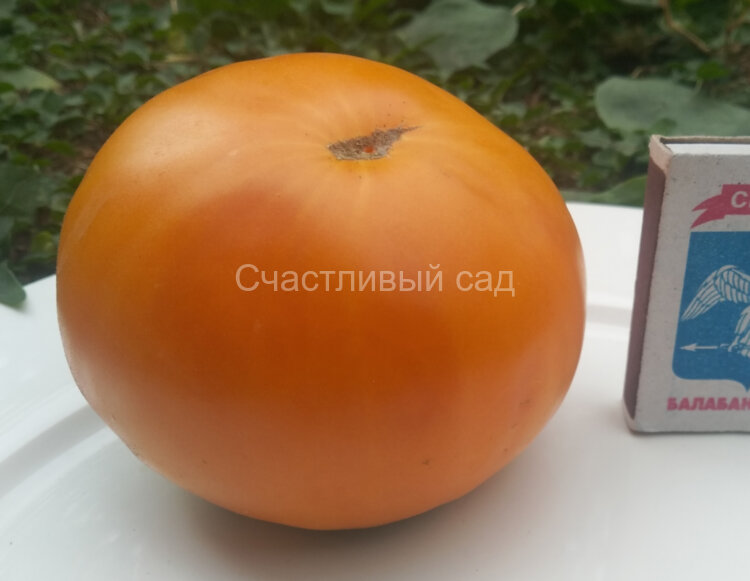 Sweet Ozark Orange (Сладкий апельсин Озарка)