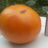 Sweet Ozark Orange (Сладкий апельсин Озарка)