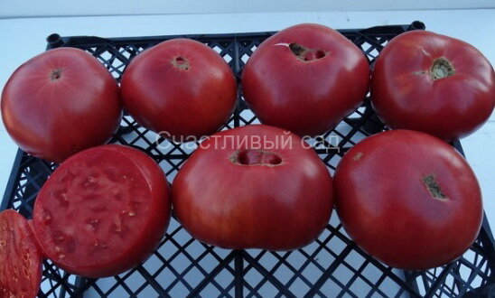 Grandfather Ashlock (Дед Эшлок) Grandfather Ashlock (Дед Эшлок)