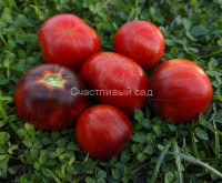Dwarf Striped Balcan Tiger (Гном Полосатый Балканский Тигр)