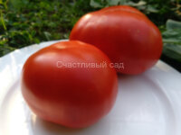 Sophie’s Choice (Выбор Софи)