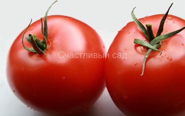 Везунчик
