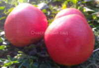 Коловый