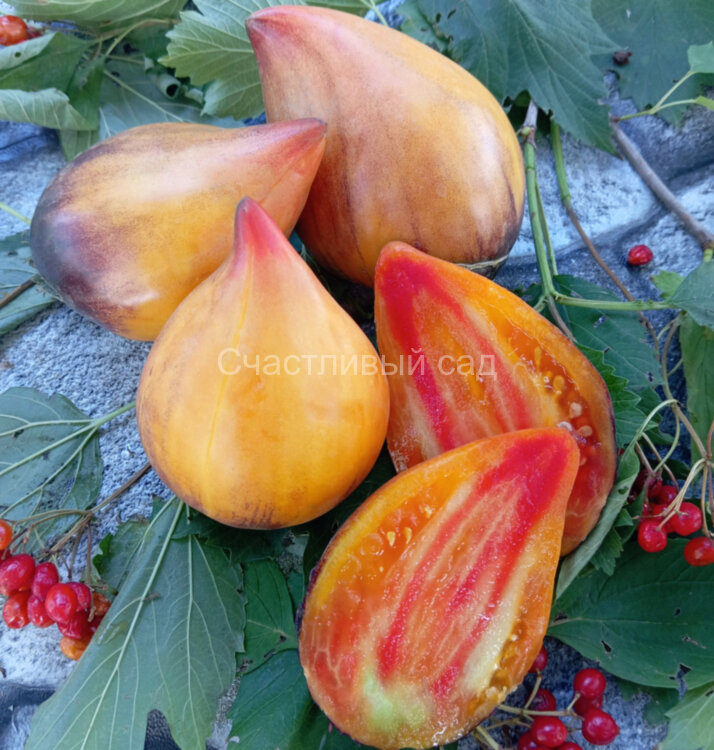 Strawberry Sgt. Peppers Blue (Клубничный Сержант Пеппер Синий)