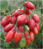 Розовый снег (Розовый изюм)