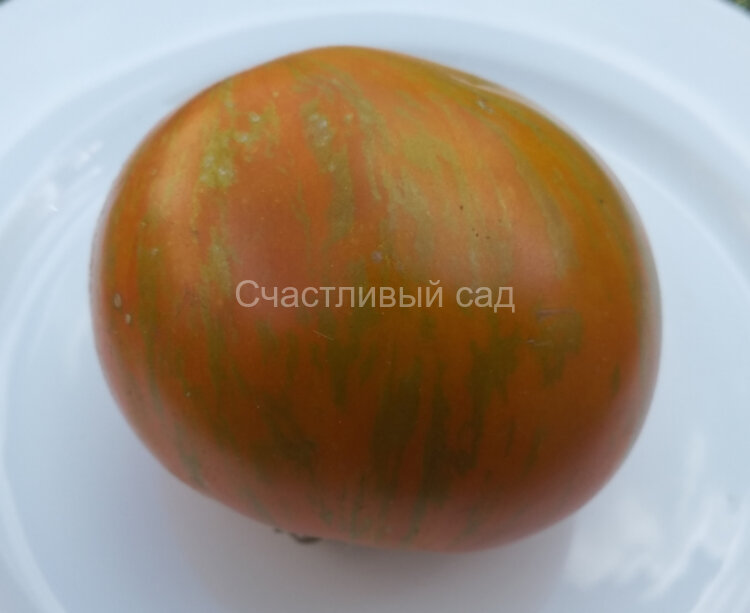 Kozula 179 (Zebra Zolta) (Козула 179)
