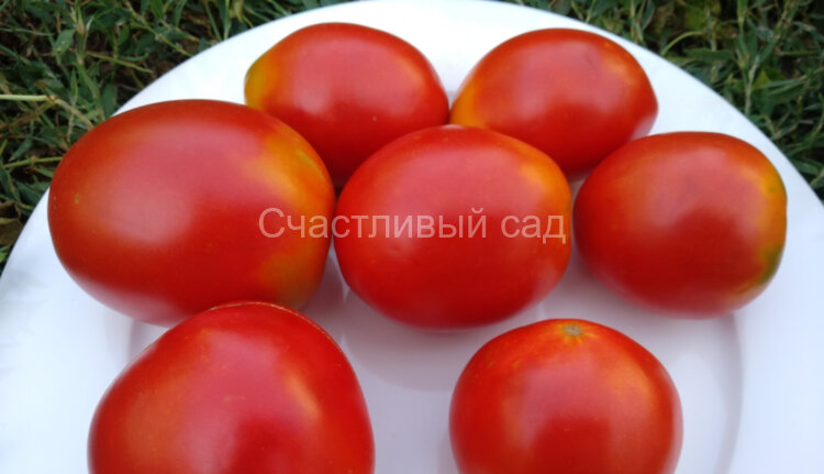 Подсинская лиана