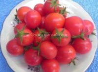 Арктическая вишня