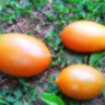Dwarf Tiger Eye (Гном глаз тигра) Dwarf Tiger Eye (Гном глаз тигра)