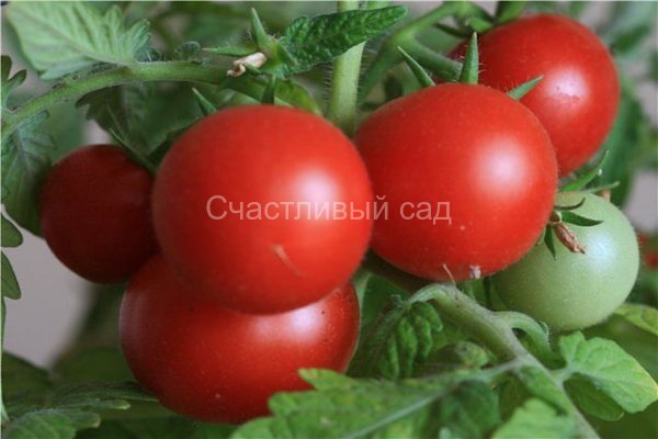 Снегирь