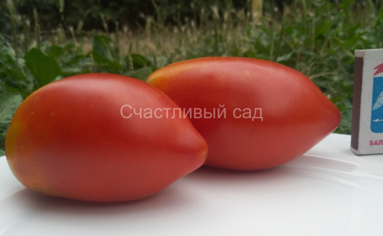 Подсинские большие