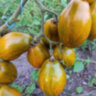 Dwarf Saucy Mary (Гном Дерзкая Мэри) Dwarf Saucy Mary (Гном Дерзкая Мэри)