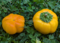 Перец Желтый цветочек