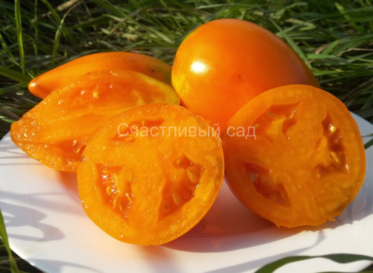 Сливка гигантская желтая