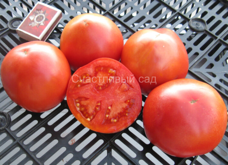 Пани Яна Пани Яна