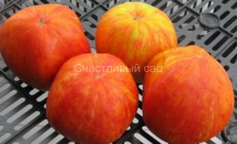 . Пушистый красный кабан