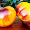 Purple Sunrise (Purpura Rits, Пурпурный Восход) Purple Sunrise (Purpura Rits, Пурпурный Восход)