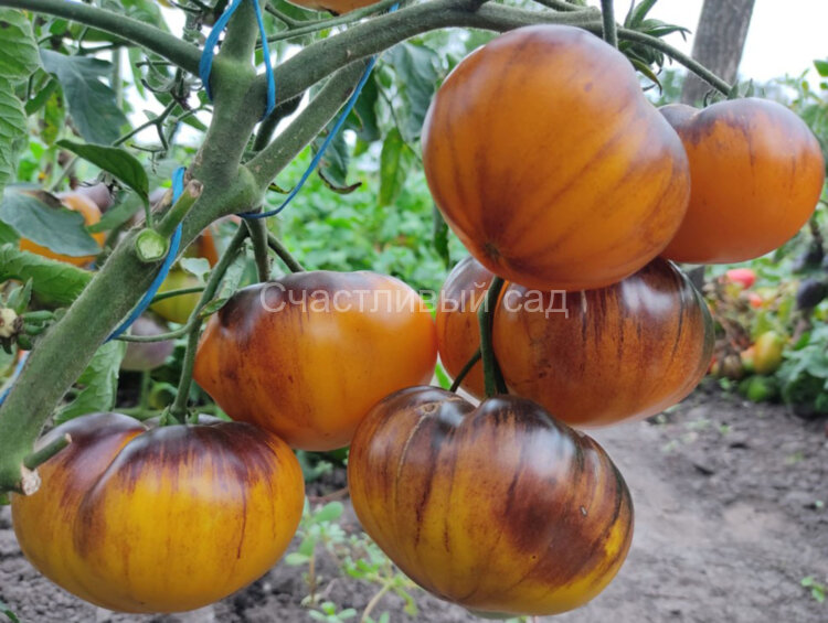 Purple Sunrise (Purpura Rits, Пурпурный Восход) Purple Sunrise (Purpura Rits, Пурпурный Восход)