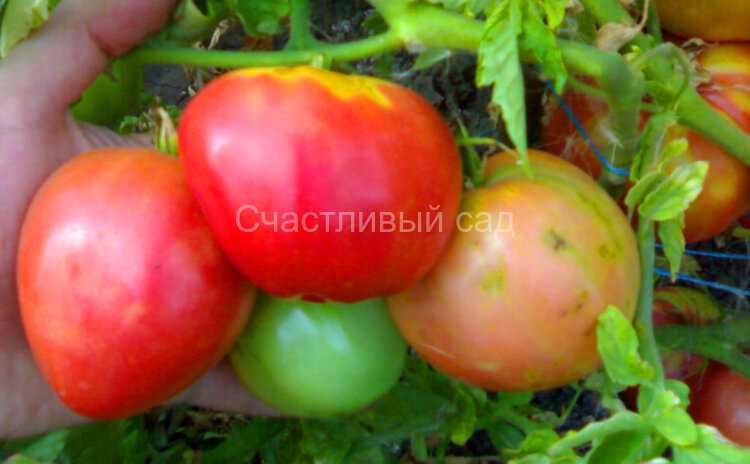 Малиновый охотник