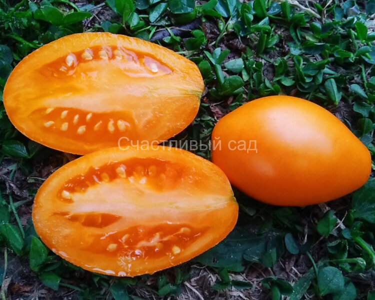 Минусинский лорд