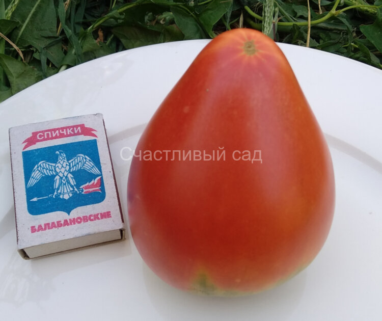 Воловье сердце минусинское Воловье сердце минусинское