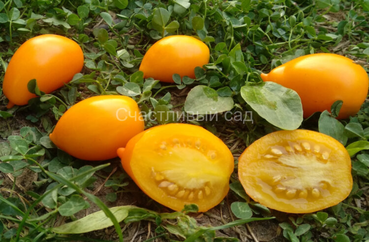 Dwarf Banana Toes (Гном банановые пальчики) Dwarf Banana Toes (Гном банановые пальчики)