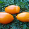 Dwarf Banana Toes (Гном банановые пальчики) Dwarf Banana Toes (Гном банановые пальчики)