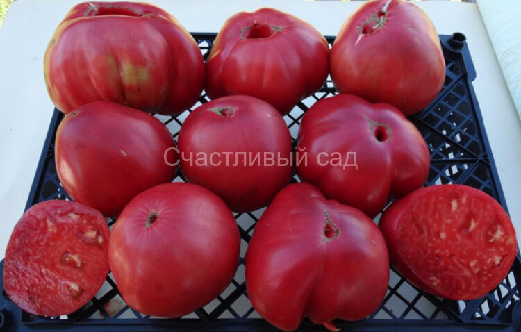 Приамурский крупноплодный Приамурский крупноплодный